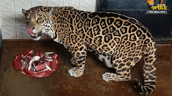 Urodziny jaguarzycy w opolskim zoo. Był nawet tort!