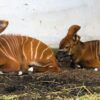 Ogromny sukces hodowlany opolskiego zoo! Mamy kolejną antylopę bongo górskiego.(Zdjęcia)