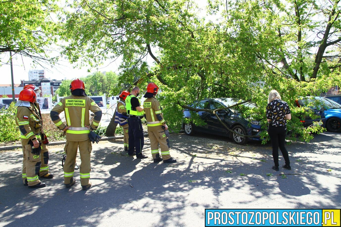 Konar spadł na zaparkowane auta w centrum Opola.(Zdjęcia)