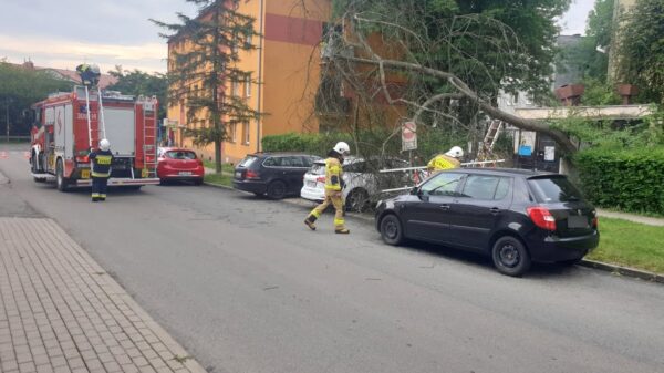 Drzewo spadło na samochód na osiedlu Dambonia w Opolu.(Wideo)