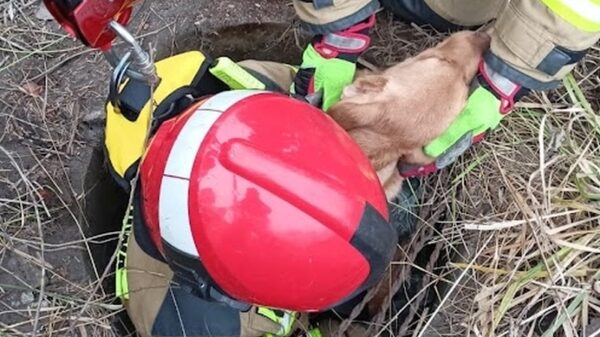 Strażacy uratowali 3 miesięcznego szczeniaka, który wpadł do głębokiej studni.(Zdjęcia)