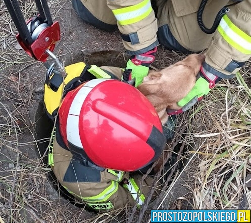 Strażacy uratowali 3 miesięcznego szczeniaka, który wpadł do głębokiej studni.(Zdjęcia)