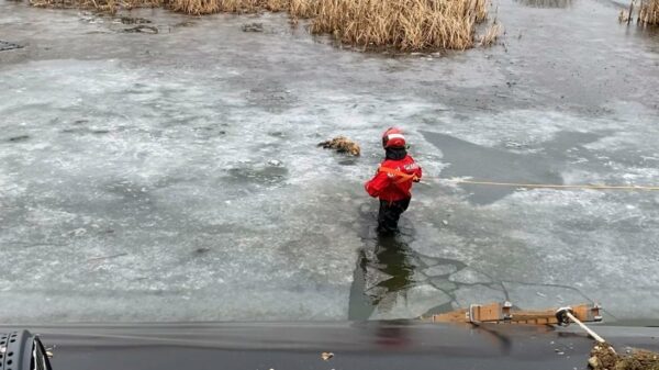Strażacy uratowali lisa. Zwierzę było uwięzione w zbiorniku wodnym w Skarbimierzu Osiedle.