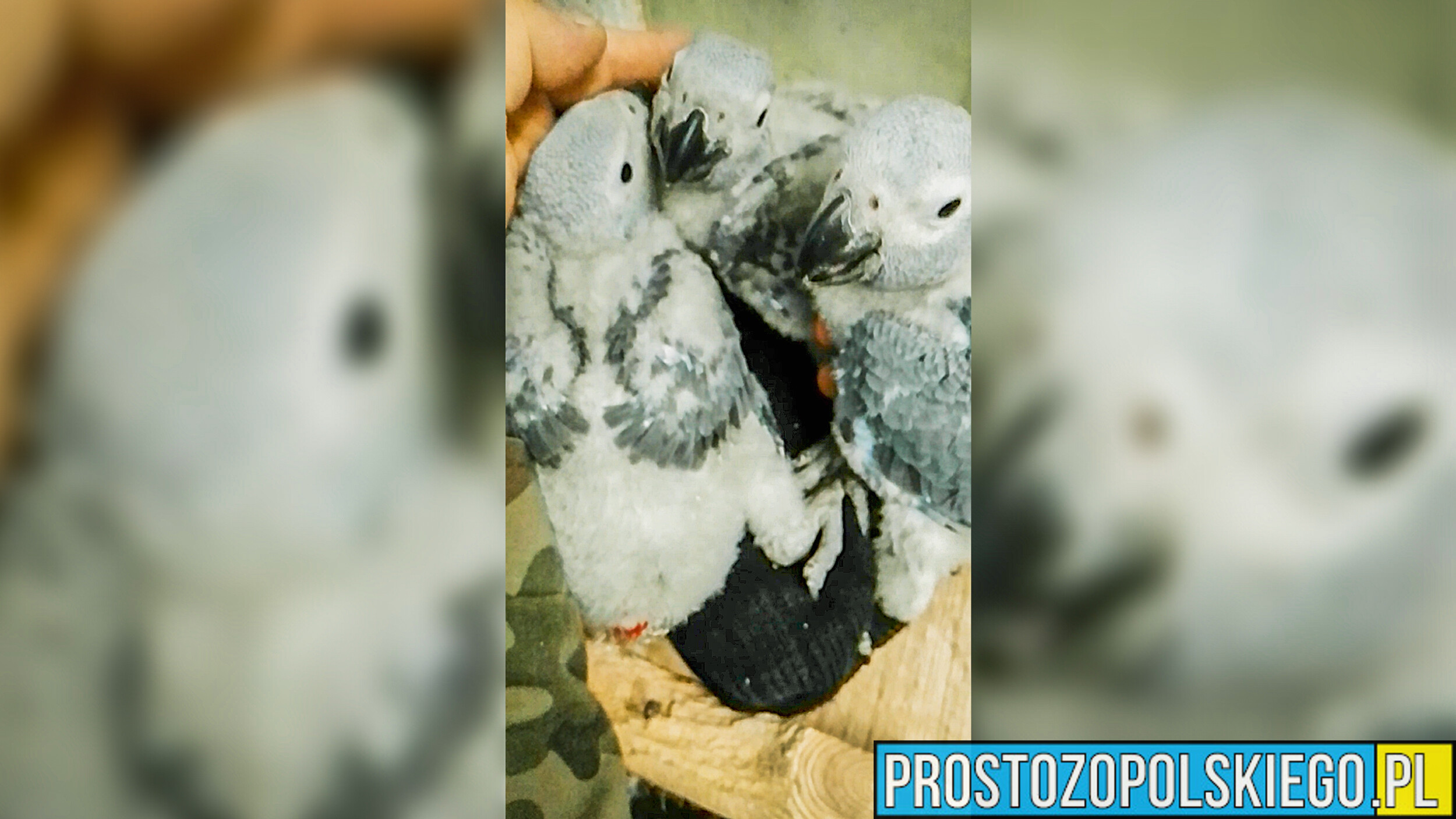 W Ogrodzie Zoologicznym w Opolu wykluły się kolejne pisklęta papugi żako.(Zdjęcia)