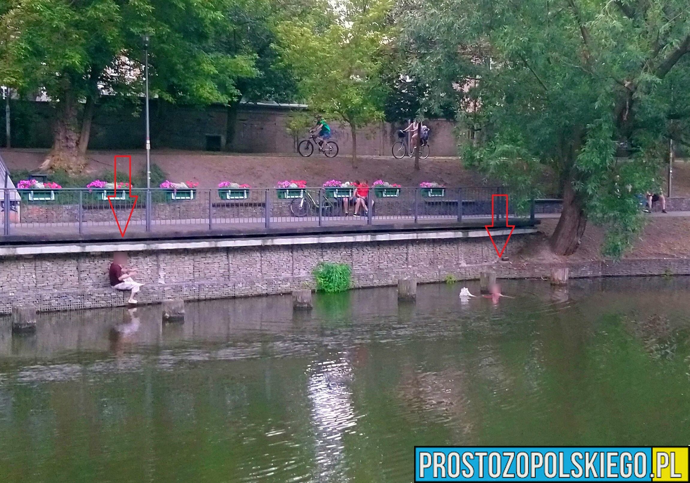 Dwie "odważne" osoby kąpały się w Młynówce przy KWP w Opolu.