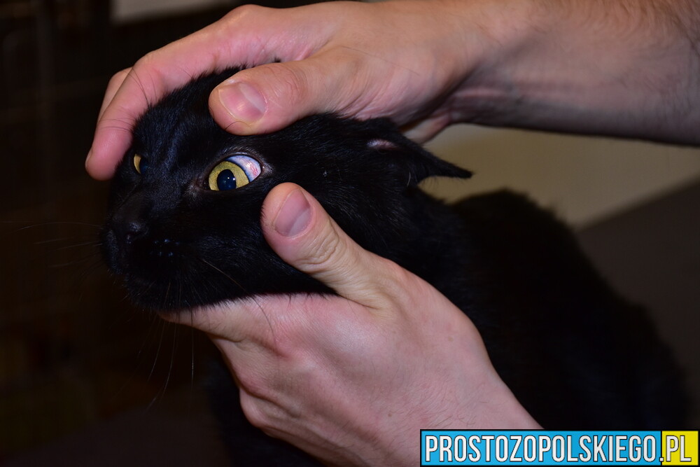 Sprawca bestialskiego znęcania się nad kotem został zatrzymany w Brzegu.(Zdjęcia)