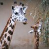 Nowe narodziny w ogrodzie zoologicznym w Opolu.(Zdjęcia)
