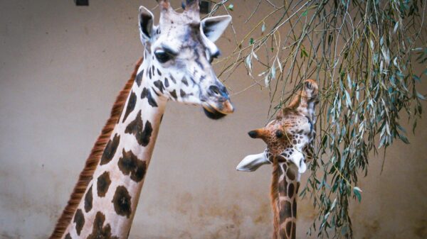 Nowe narodziny w ogrodzie zoologicznym w Opolu.(Zdjęcia)