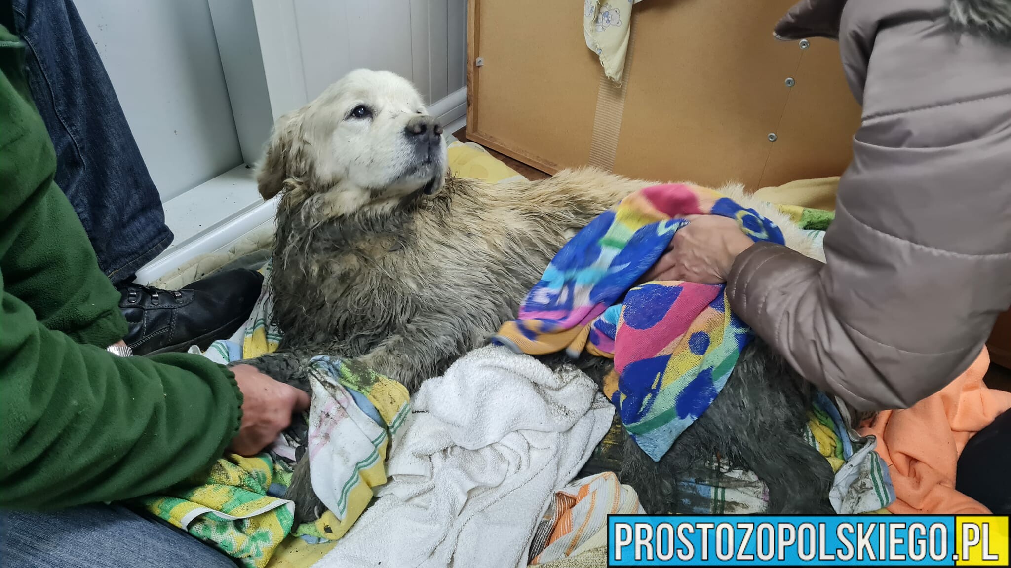 Strażacy oraz Strażnik miejski w Brzegu uratowali Czarusia .Pies ugrzązł w mule nad Odrą.(Zdjęcia)