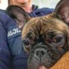 Błąkający się pies znalazł schronienie u policjanta w domu. Poszukiwany jest właściciel czworonoga.