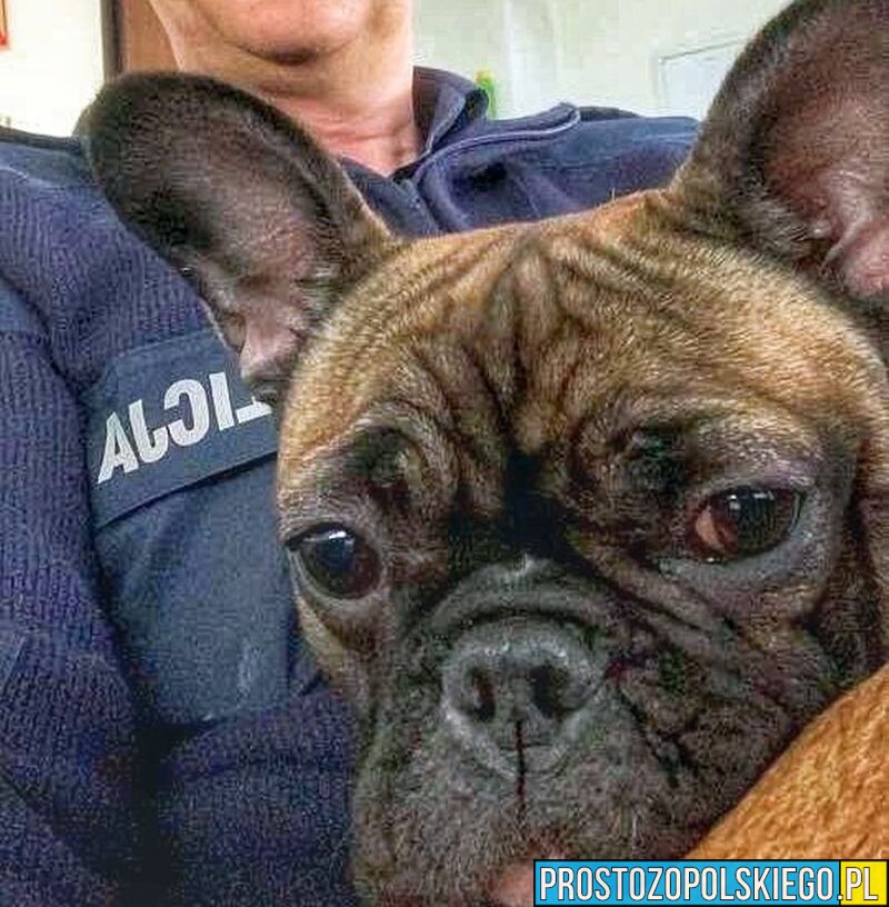 Błąkający się pies znalazł schronienie u policjanta w domu. Poszukiwany jest właściciel czworonoga.