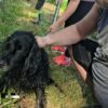 Opole: strażacy i przechodzień uratowali psa ,który nie umiał się wydostać z rzeki Odry.