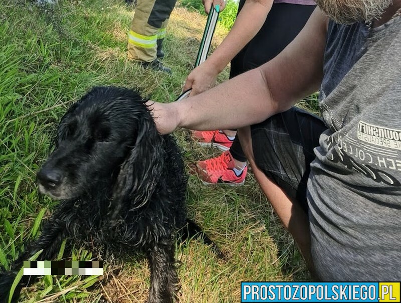 Opole: strażacy i przechodzień uratowali psa ,który nie umiał się wydostać z rzeki Odry.