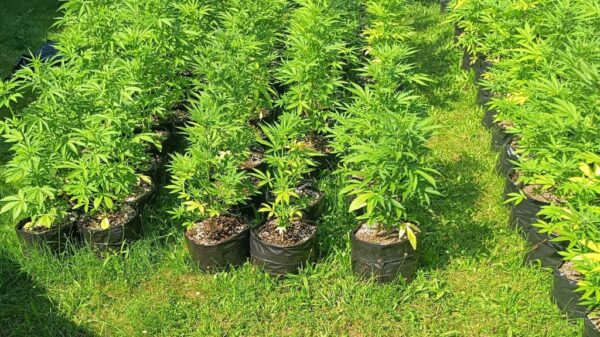 Nielegalna uprawa marihuany - zlikwidowana na terenie gminy Otmuchów. Zatrzymany 24-latek.
