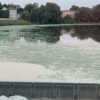 Zazieleniła się rzeka Odra w wysokości ZOO w Opolu.(Zdjęcia&Wideo)