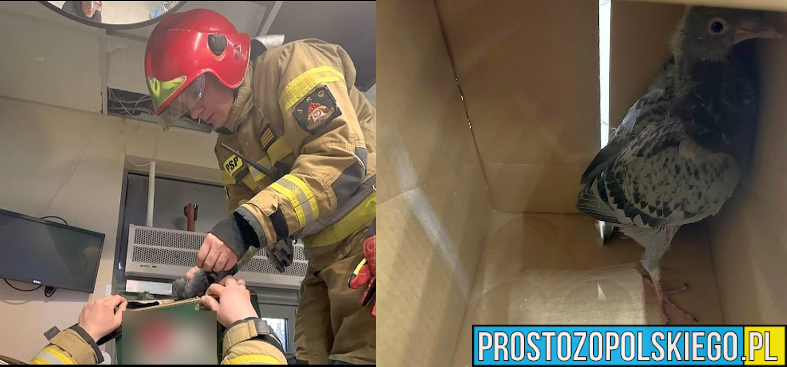 Nietypowe zgłoszenie na ul.1-go maja w sklepie. W akcji strażacy z JRG1 Opole.(Zdjęcia&Wideo)