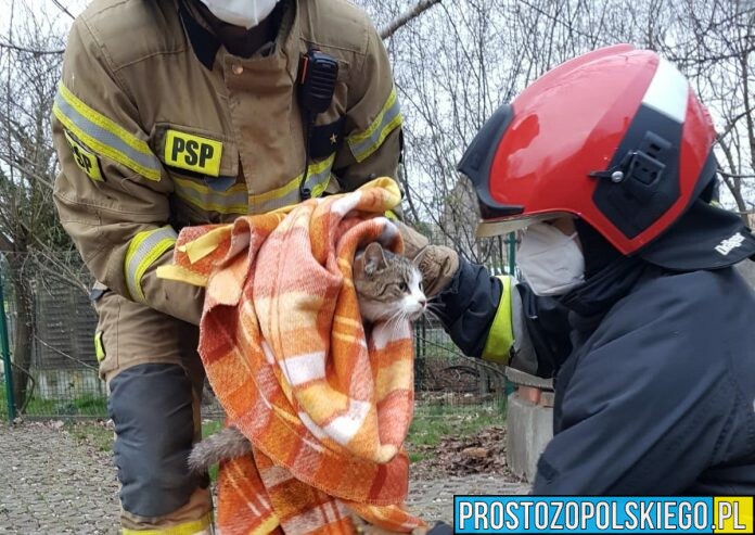 Strażacy uratowali kota, który wszedł do betonowej studzienki i miał uszkodzoną łapę. Strażacy nadali mu już imię.(Zdjęcia)