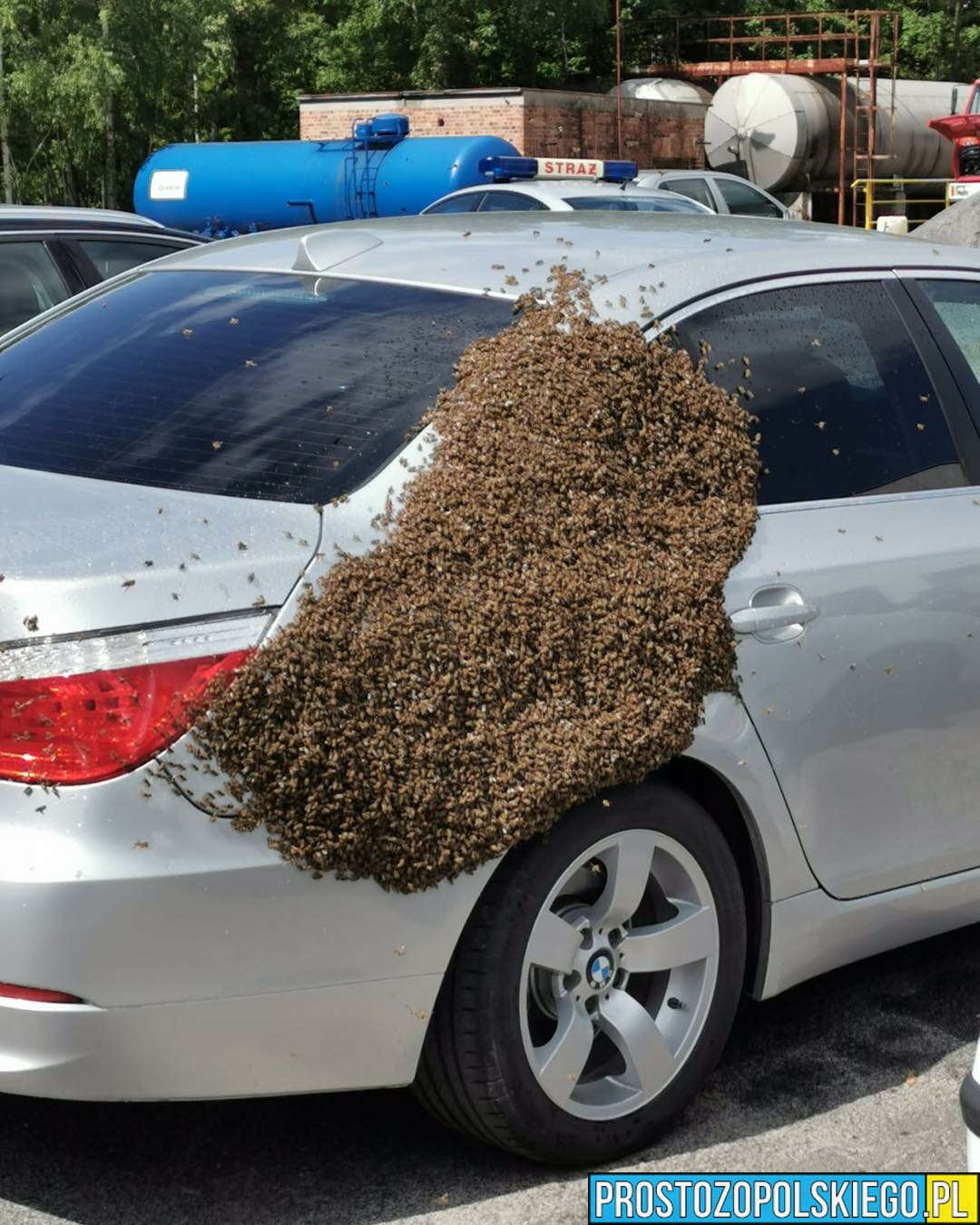 Gniazdo pszczół spadło na samochody strażaków na terenie remizy w Kędzierzynie Koźlu.