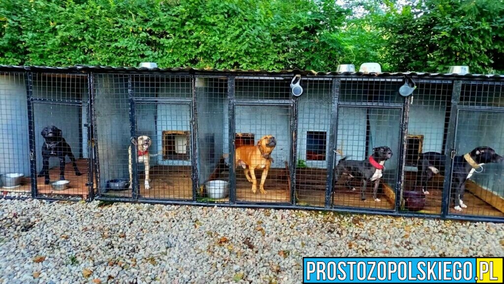 41-latek został zatrzymany za znęcaniem się nad zwierzętami ze szczególnym okrucieństwem. Wystawiał psy do nielegalnej walki z innymi psami.(Zdjęcia)