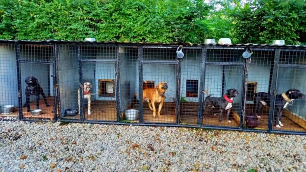 41-latek został zatrzymany za znęcaniem się nad zwierzętami ze szczególnym okrucieństwem. Wystawiał psy do nielegalnej walki z innymi psami.(Zdjęcia)