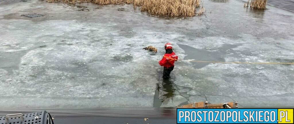 Strażacy uratowali lisa. Zwierzę było uwięzione w zbiorniku wodnym w Skarbimierzu Osiedle.