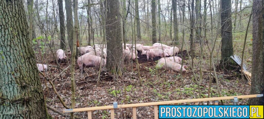 Wypadek ciężarówki z trzodą chlewną(160sztuk) w miejscowości Ciepielowice. Na miejscu 8 zastępów straży (Zdjęcia)