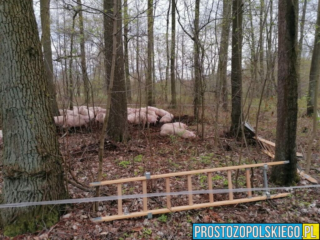 Wypadek ciężarówki z trzodą chlewną(160sztuk) w miejscowości Ciepielowice. Na miejscu 8 zastępów straży (Zdjęcia)