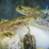 Małe salamandry plamiste w opolskim zoo.(Zdjęcia)