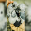W Ogrodzie Zoologicznym w Opolu wykluły się kolejne pisklęta papugi żako.(Zdjęcia)