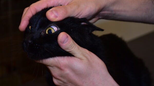 Sprawca bestialskiego znęcania się nad kotem został zatrzymany w Brzegu.(Zdjęcia)