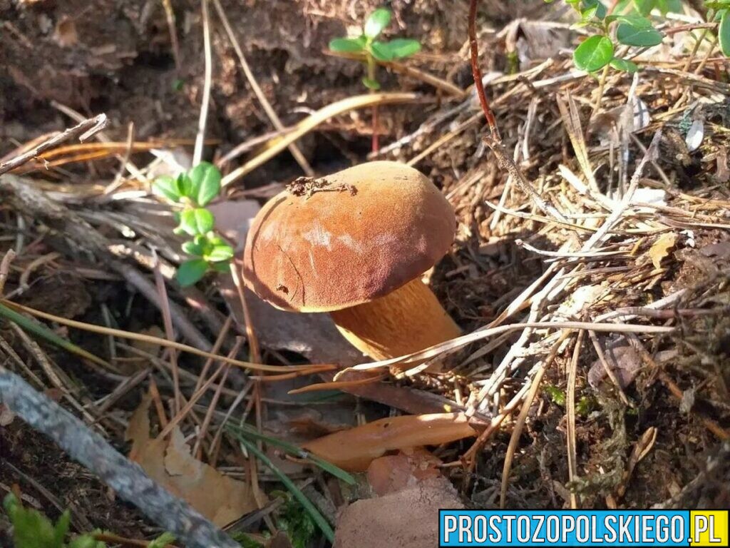 Zadbaj o swoje bezpieczeństwo podczas grzybobrania