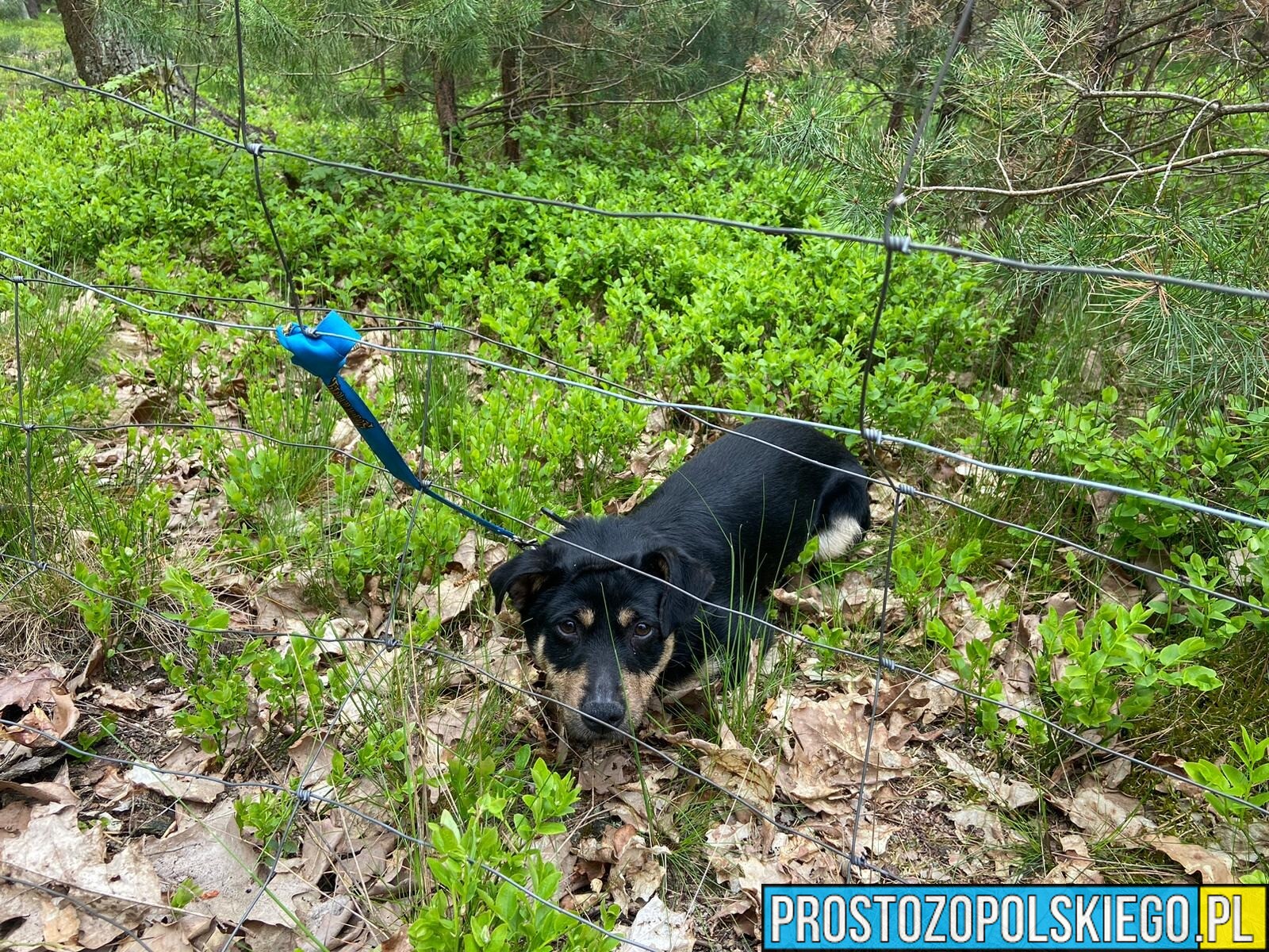 Piesek został przywiązany do siatki w lesie na 20 cm smyczy bez wody i jedzenia. Policja prosi o pomoc