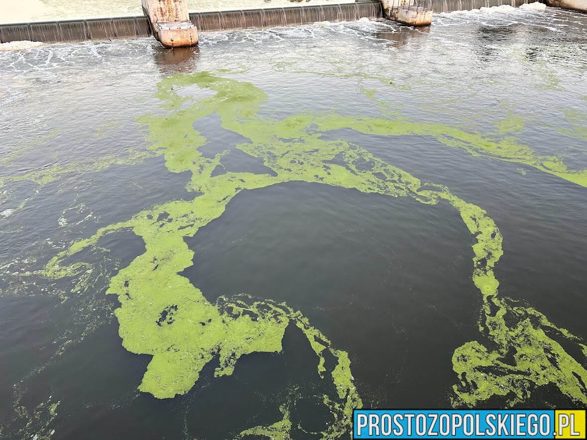 Odra, odraopole, rzeka odra, zanieczyszczenia, algi, woda, brudna rzeka, zanieczyszczona Odra,