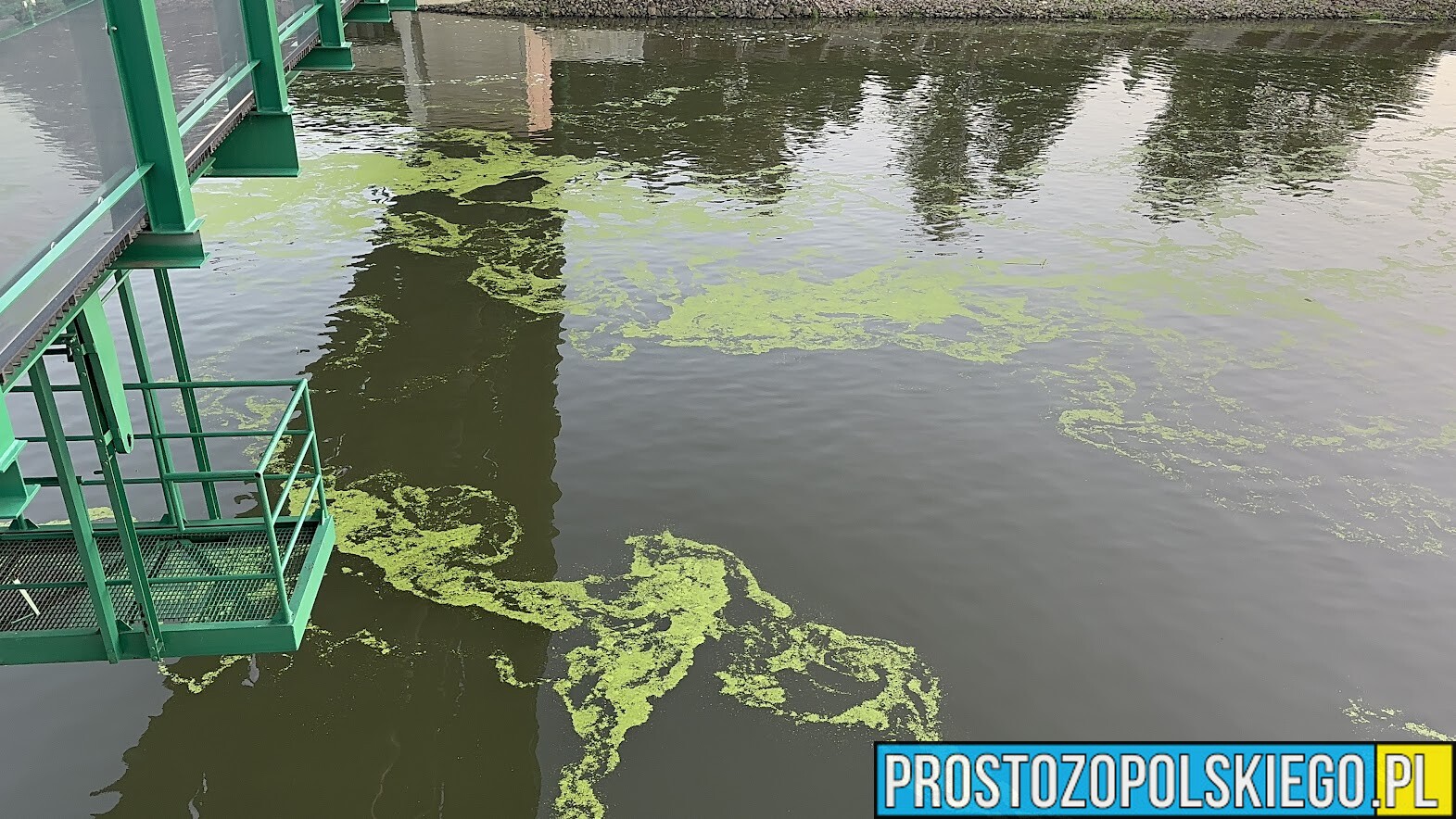 Odra, odraopole, rzeka odra, zanieczyszczenia, algi, woda, brudna rzeka, zanieczyszczona Odra,