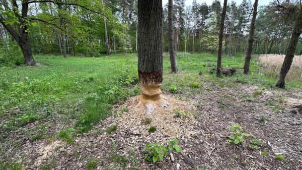 Wybierając się do lasu pomyśl o swoim bezpieczeństwie