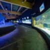 Otwarcie " Wodnego Świata" w opolskim zoo