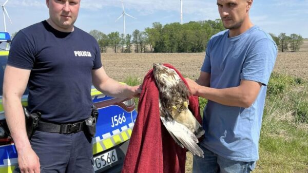 Policjanci z Namysłowa uratowali Myszołowa Włochatego.(Zdjęcia)