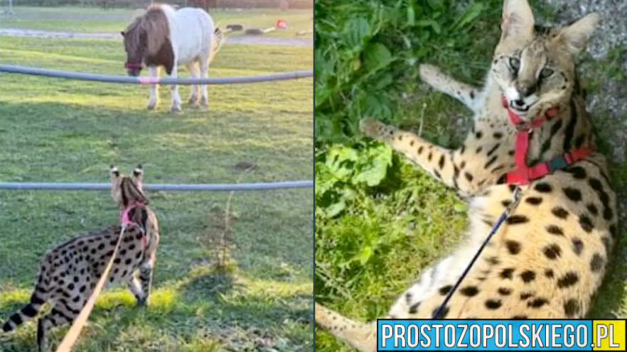 Z domowej hodowli uciekł serwal afrykański. Pod żadnym pozorem nie należy się do niego zbliżać.