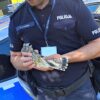 Małe pustułki uratowane przez dzielnicowych