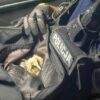 Patrol policji pomógł młodej sowie , która spadła z drzewa.