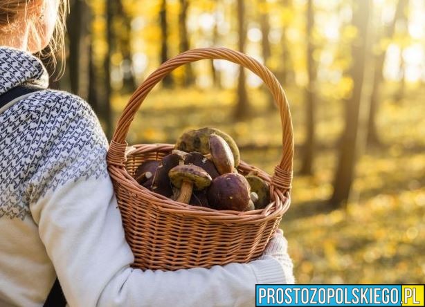 Zanim wybierzesz się na grzybobranie.