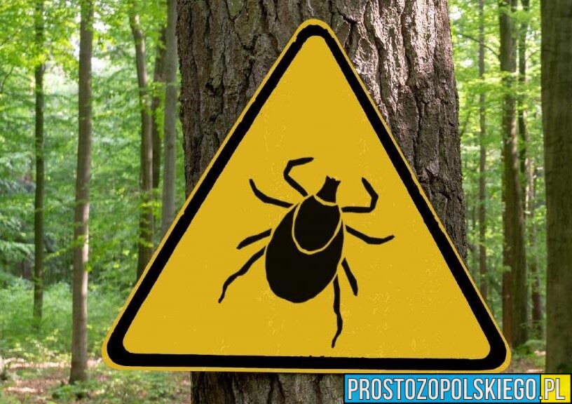 Spędzasz czas na świeżym powietrzu? Uważaj na kleszcze