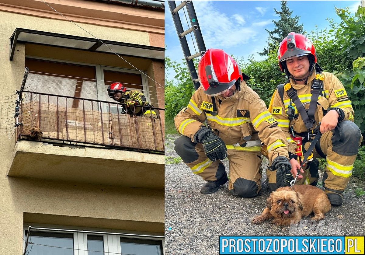 straż kędzierzyn, k24, pies na balkonie, ratowali psa, pies uratowany,