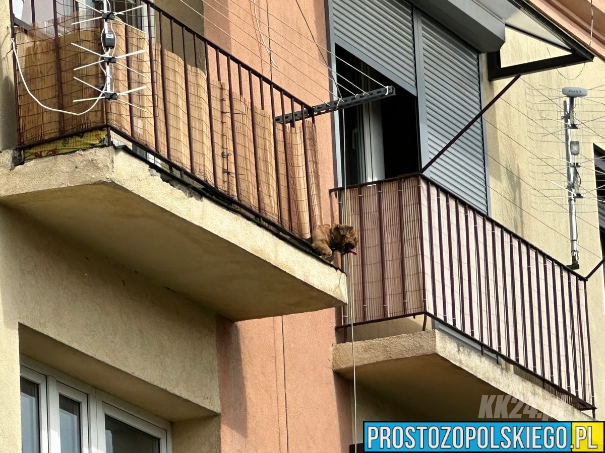 straż kędzierzyn, k24, pies na balkonie, ratowali psa, pies uratowany,