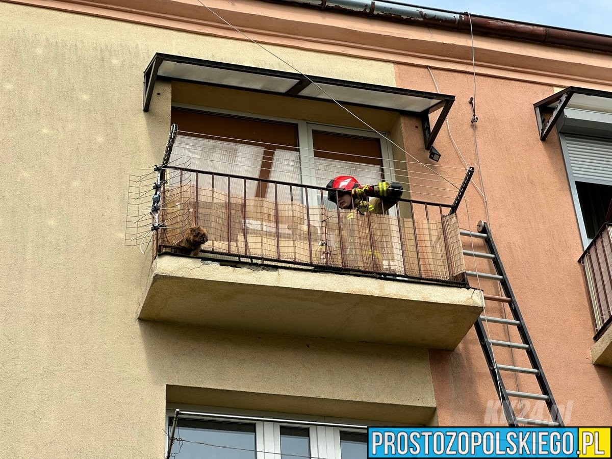 straż kędzierzyn, k24, pies na balkonie, ratowali psa, pies uratowany,