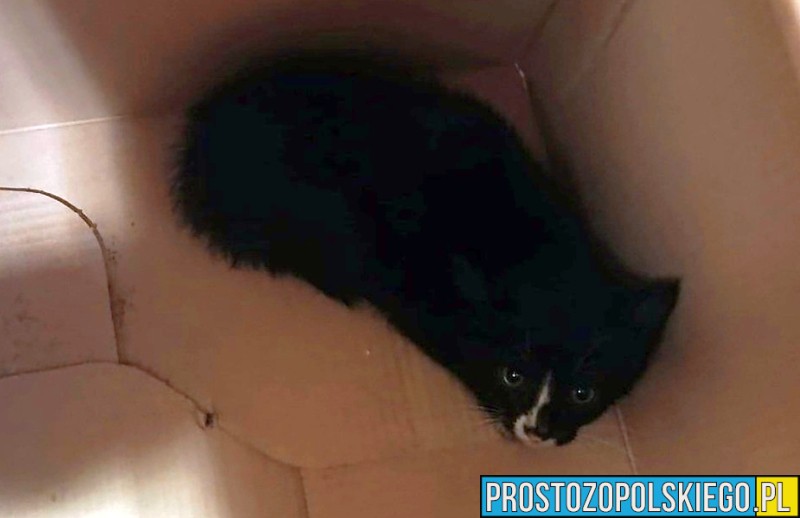 Policjanci ze Strzelec Opolskich uratowali kota uwięzionego pod maską samochodu