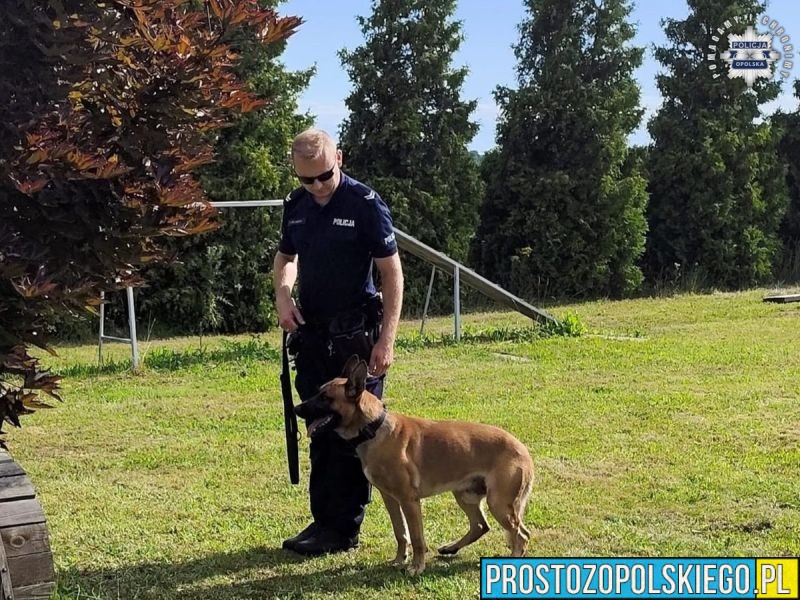 Policyjni przewodnicy i ich psy rywalizowali w wojewódzkich eliminacjach do Mistrzostw Kynologicznych Policji