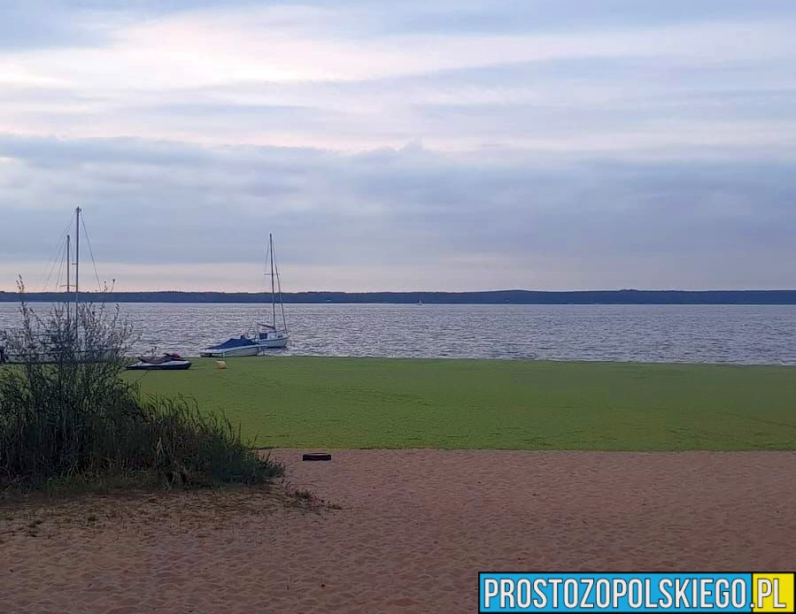 turawa, w turawie, woda w turawie, jeziora turawskie, turawa jezioro, turawa jezioro duże, turawwa jezioro sinice, sinice, sinice w turawie,