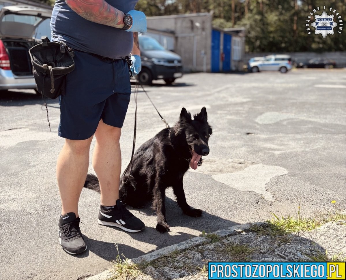Policyjne psy z garnizonu opolskiego doskonalą swoje umiejętności