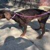 Skrajnie zaniedbany pies rasy doberman uratowany przez policję w powiecie prudnickim
